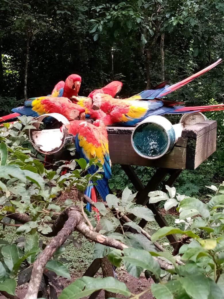 Recorrido por el sitio arqueológico de Copán